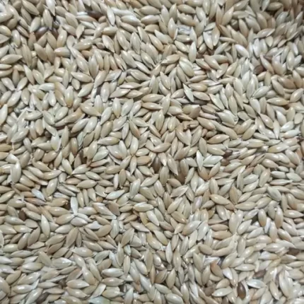 کتان اعلا درجه یک اردبیل